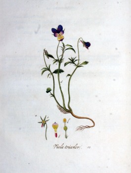 Stiefmütterchen Kraut bio
